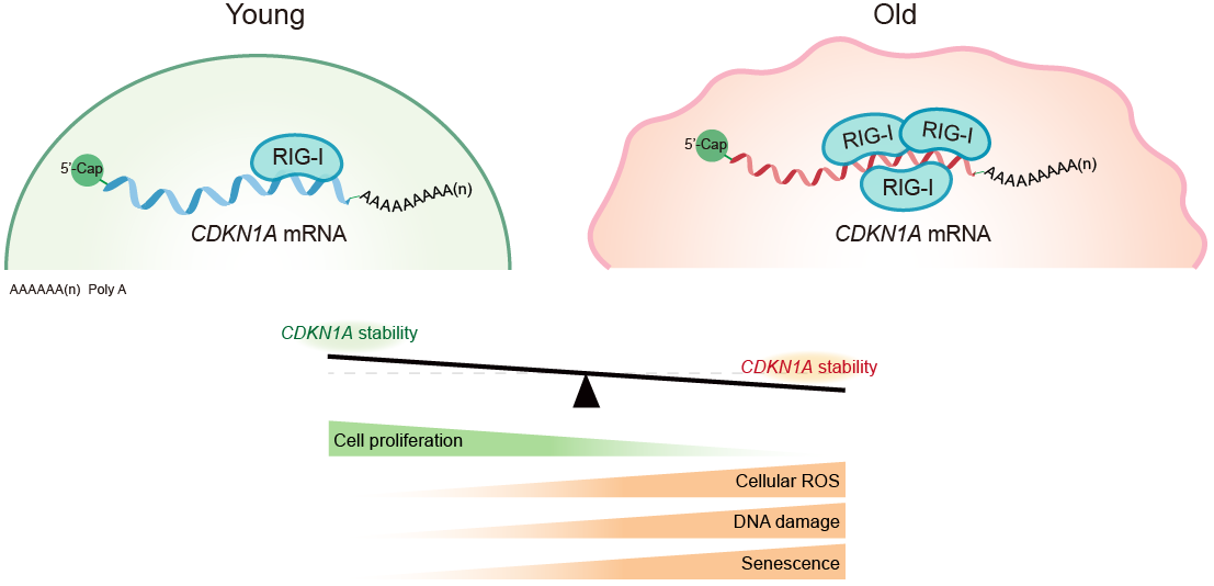 GA黄金甲·体育(中国)官方网站