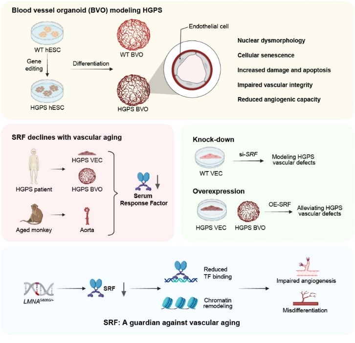 GA黄金甲·体育(中国)官方网站
